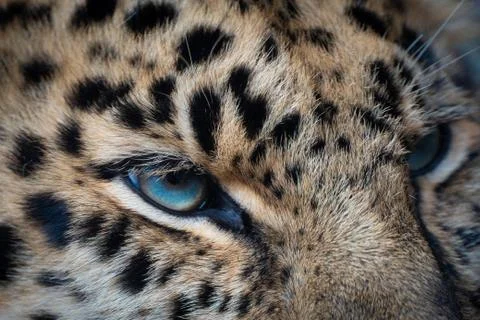 Animal selective focus, selective focus on subject, background blur,during ti Foto stock