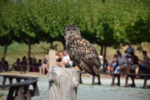 Animal selective focus, selective focus on subject, background blur,during ti Foto stock