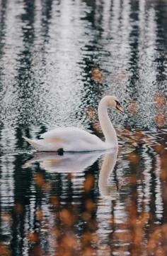 Animal selective focus, selective focus on subject, background blur,during ti Stock Photos