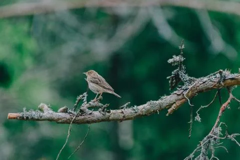 Animal selective focus, selective focus on subject, background blur,during ti Foto stock