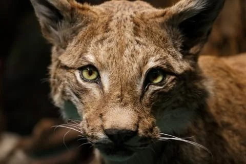 Animal selective focus, selective focus on subject, background blur,during ti Stock Photos
