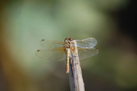 Animal selective focus, selective focus on subject, background blur,during ti Stock Photos