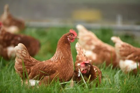 Animal selective focus, selective focus on subject, background blur,during ti Stock Photos