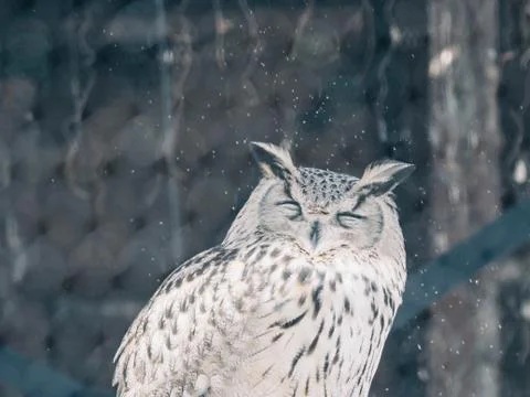 Animal selective focus, selective focus on subject, background blur,during ti Stock Photos