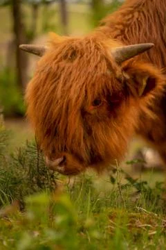 Animal selective focus, selective focus on subject, background blur,during ti Foto stock