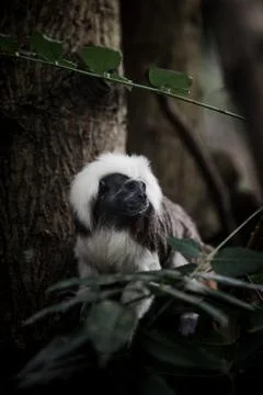 Animal selective focus, selective focus on subject, background blur,during ti Stock Photos