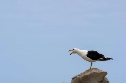 Animal selective focus, selective focus on subject, background blur,during ti Foto stock
