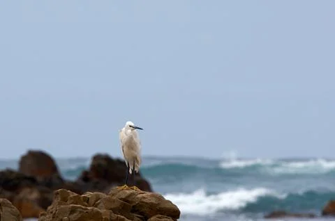 Animal selective focus, selective focus on subject, background blur,during ti Stock Photos
