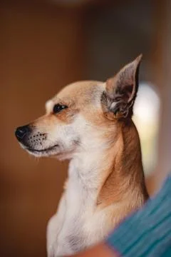 Animal selective focus, selective focus on subject, background blur Foto stock