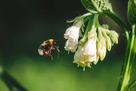 Animal selective focus, selective focus on subject, background blur,during ti Stock Photos