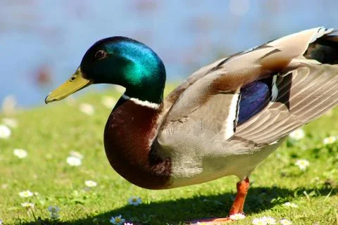 Animal selective focus, selective focus on subject, background blur,during ti Stock Photos