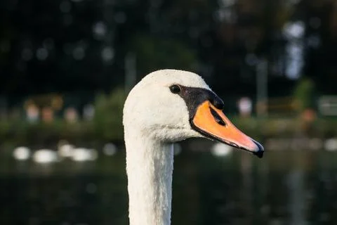 Animal selective focus, selective focus on subject, background blur,during ti Stock Photos