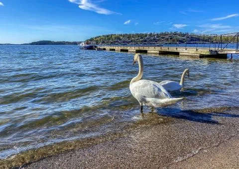 Animal selective focus, selective focus on subject, background blur,during ti Stock Photos