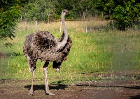 Animal selective focus, selective focus on subject, background blur,during ti Stock Photos