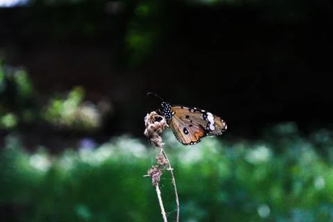 Animal selective focus, selective focus on subject, background blur,during ti Stock Photos