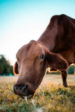Animal selective focus, selective focus on subject, background blur,during ti Stock Photos
