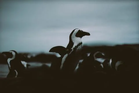 Animal selective focus, selective focus on subject, background blur,during ti Stock Photos