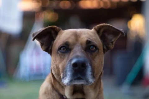 Animal selective focus, selective focus on subject, background blur,during ti Stock Photos