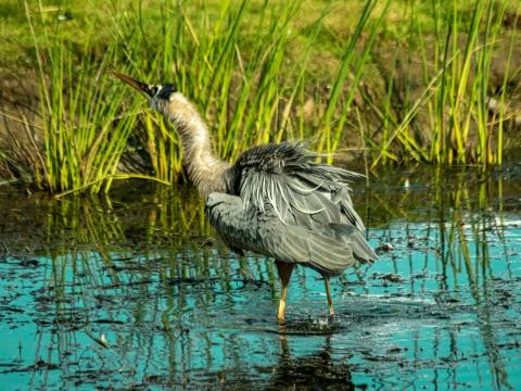 Animal selective focus, selective focus on subject, background blur,during ti Stock Photos