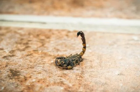 Animal selective focus, selective focus on subject, background blur,during ti Foto stock