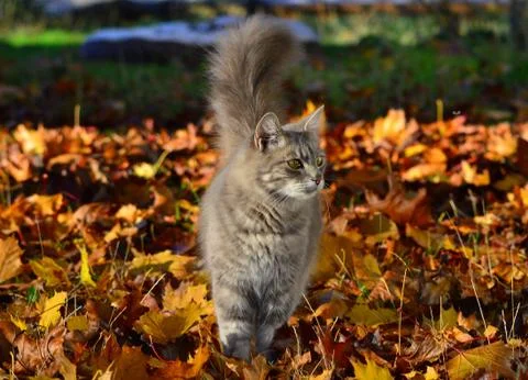Animal selective focus, selective focus on subject, background blur,during ti Stock Photos