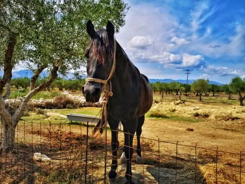 Animal selective focus, selective focus on subject, background blur,during ti Stock Photos