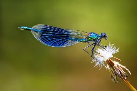 Animal selective focus, selective focus on subject, background blur,during ti Stock Photos