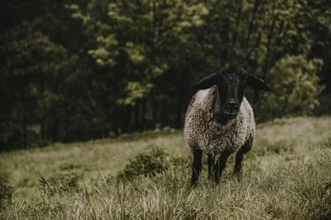 Animal selective focus, selective focus on subject, background blur,during ti Stock Photos