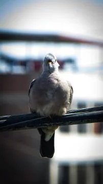 Animal selective focus, selective focus on subject, background blur,during ti Stock Photos