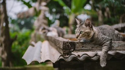 Animal selective focus, selective focus on subject, background blur,during ti Stock Photos