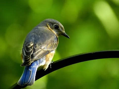 Animal selective focus, selective focus on subject, background blur,during ti Stock Photos