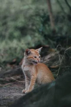 Animal selective focus, selective focus on subject, background blur,during ti Stock Photos