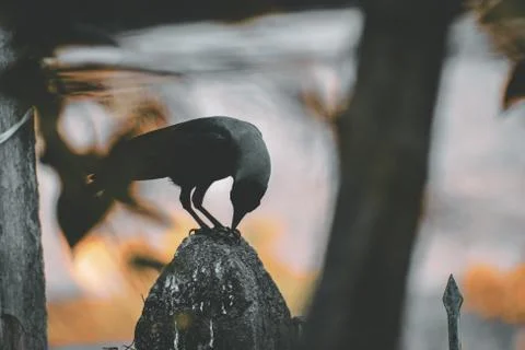 Animal selective focus, selective focus on subject, background blur,during ti Stock Photos