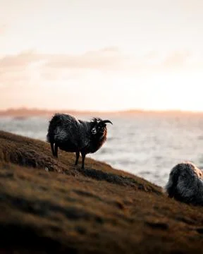 Animal selective focus, selective focus on subject, background blur,during ti Stock Photos