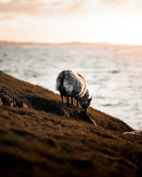 Animal selective focus, selective focus on subject, background blur,during ti Foto stock