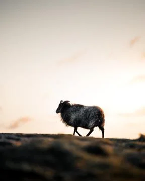 Animal selective focus, selective focus on subject, background blur,during ti Stock Photos