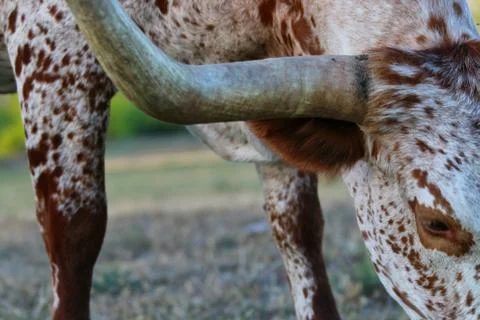 Animal selective focus, selective focus on subject, background blur,during ti Stock Photos