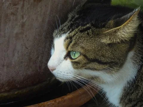 Animal selective focus, selective focus on subject, background blur,during ti Stock Photos