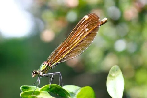 Animal selective focus, selective focus on subject, background blur,during ti Stock Photos