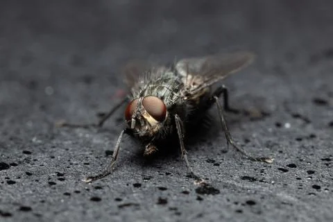 Animal selective focus, selective focus on subject, background blur,during ti Stock Photos