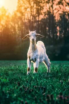 Animal selective focus, selective focus on subject, background blur,during ti Stock Photos