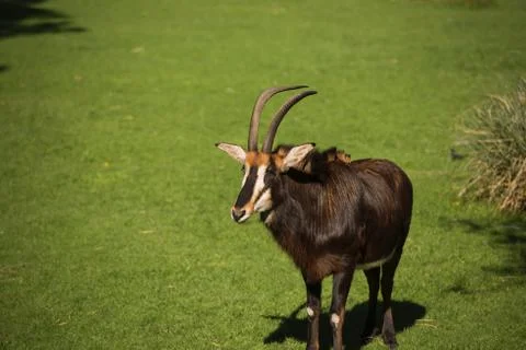 Animal selective focus, selective focus on subject, background blur,during ti Stock Photos