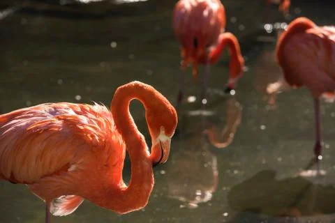 Animal selective focus, selective focus on subject, background blur,during ti Stock Photos