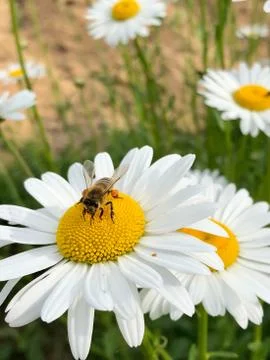 Animal selective focus, selective focus on subject, background blur,during ti Stock Photos