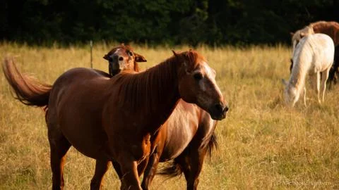 Animal selective focus, selective focus on subject, background blur,during ti Stock Photos