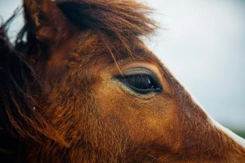 Animal selective focus, selective focus on subject, background blur,during ti Stock Photos