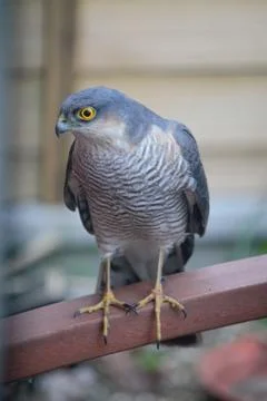 Animal selective focus, selective focus on subject, background blur,during ti Stock Photos