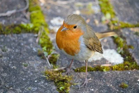 Animal selective focus, selective focus on subject, background blur,during ti Stock Photos