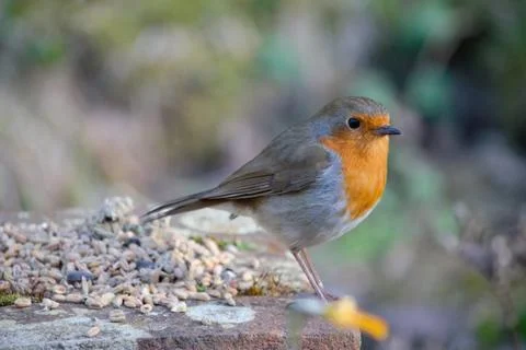 Animal selective focus, selective focus on subject, background blur,during ti Stock Photos