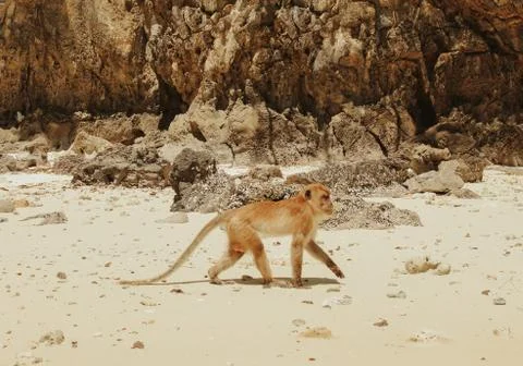 Animal selective focus, selective focus on subject, background blur,during ti Stock Photos